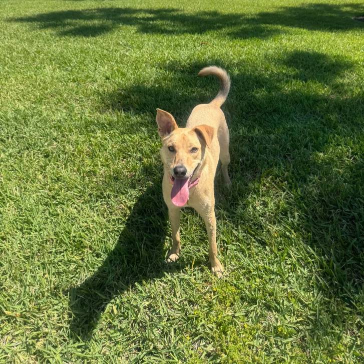 Photo American Dingo