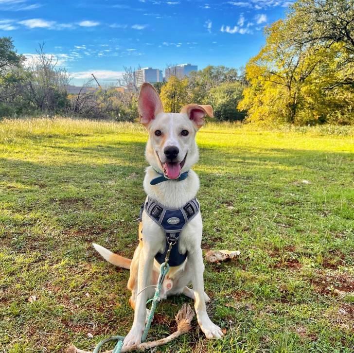 Photo American Dingo