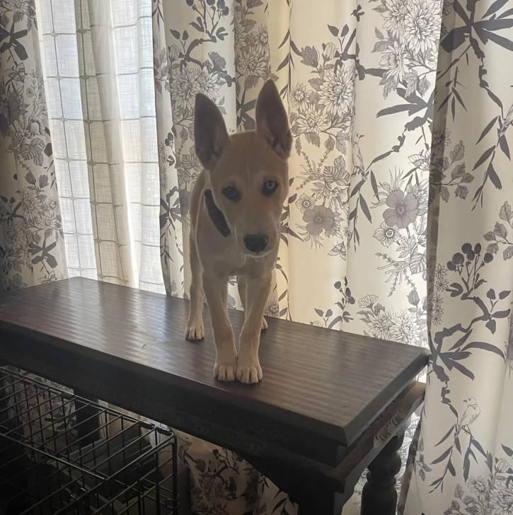 Photo American Dingo