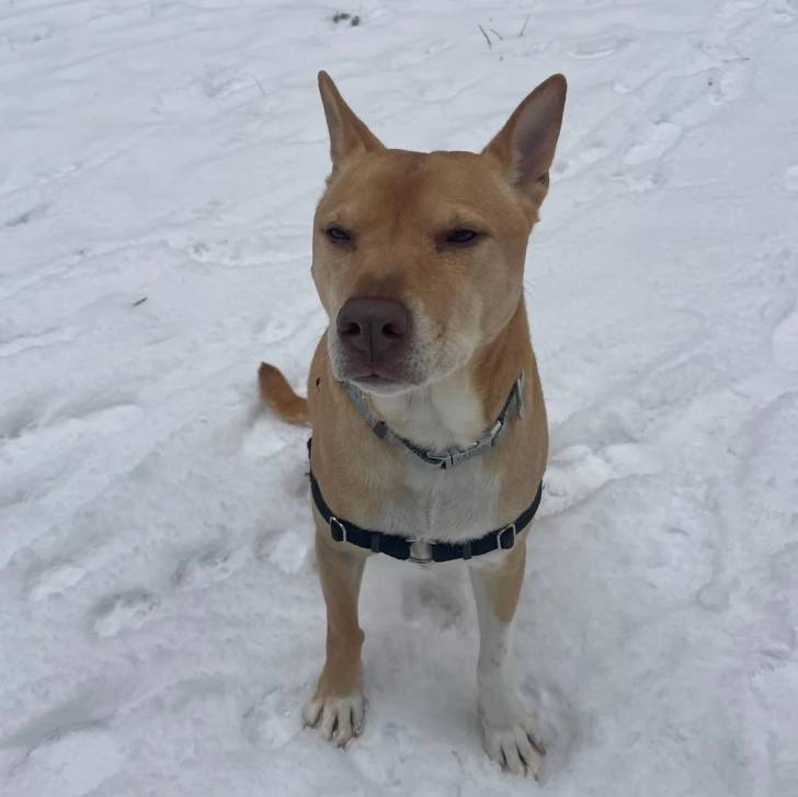 Photo American Dingo