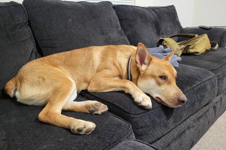 Photo American Dingo