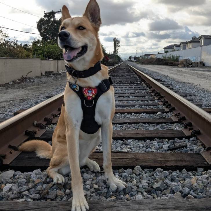 Photo American Dingo