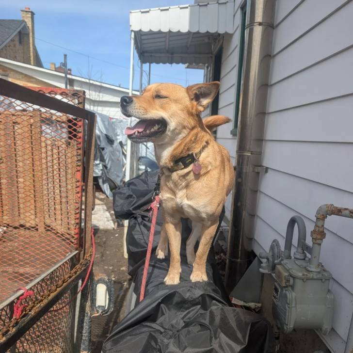 Photo American Dingo