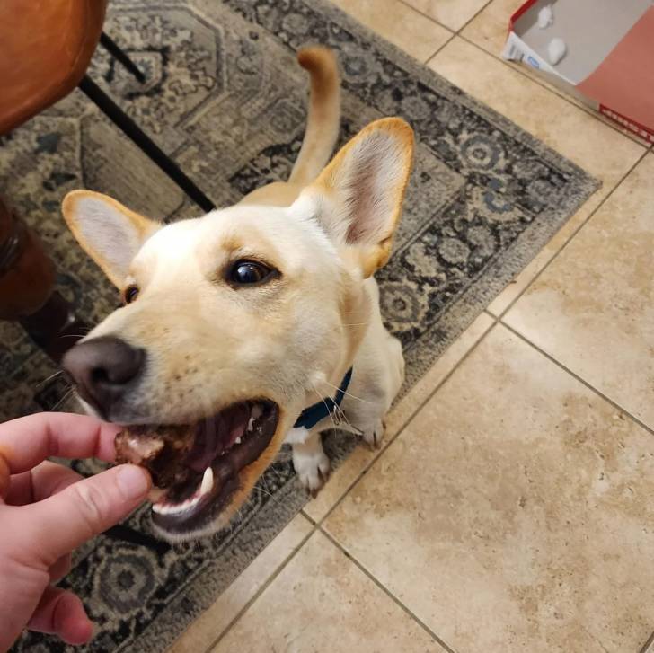 Photo American Dingo