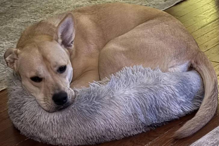 Photo American Dingo