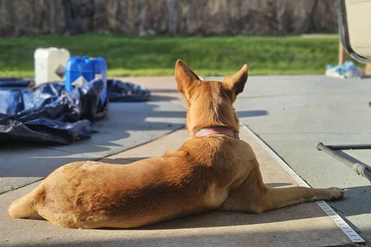Photo American Dingo