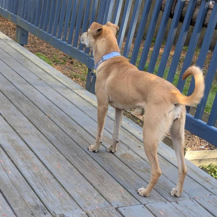 Photo American Dingo