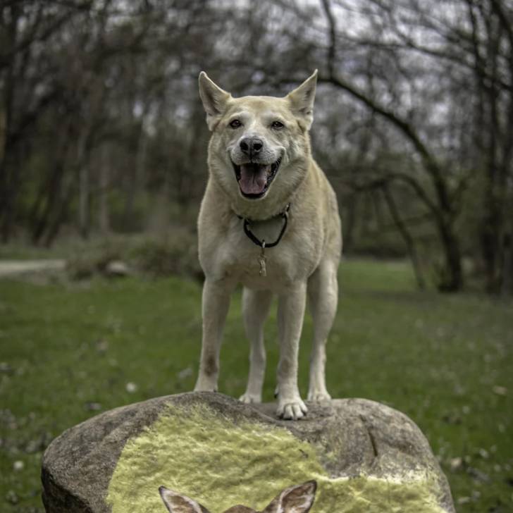 Photo American Dingo