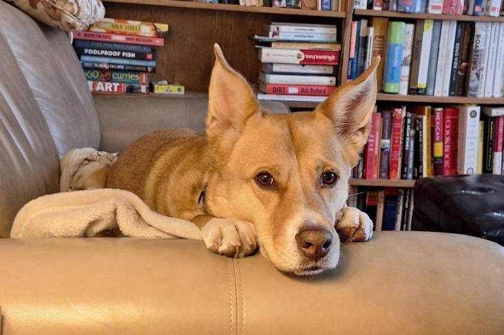 Photo American Dingo