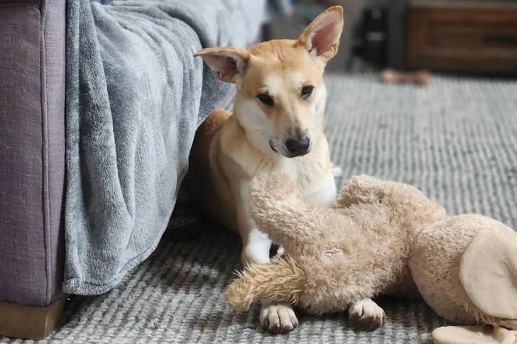 Photo American Dingo