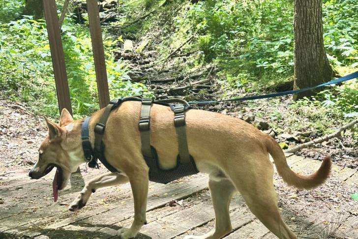 Photo American Dingo