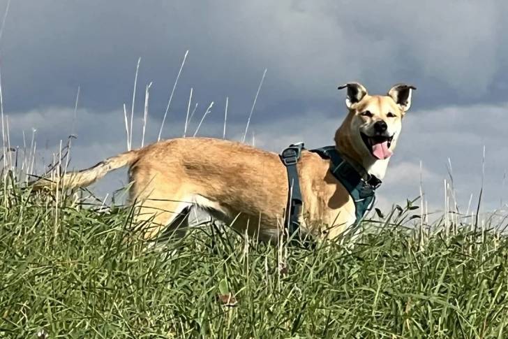 Photo American Dingo