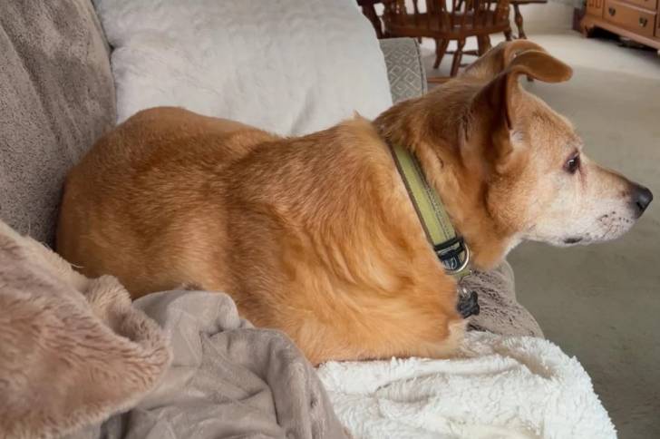 Photo American Dingo