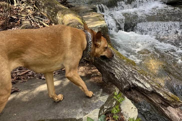 Photo American Dingo