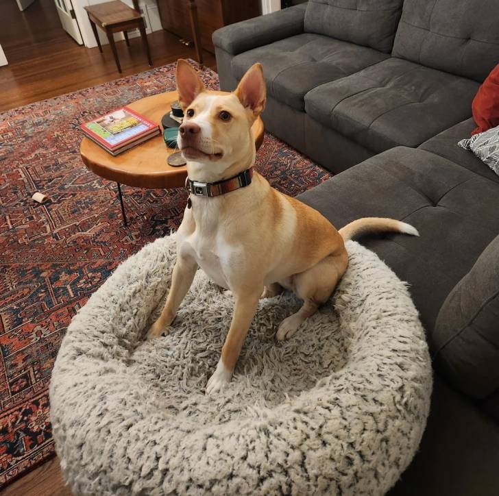 Photo American Dingo