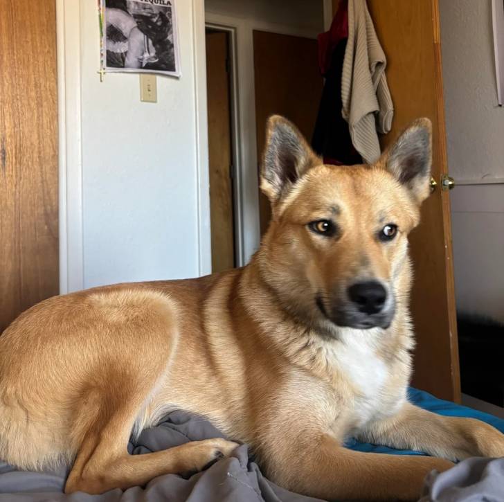 Photo American Dingo