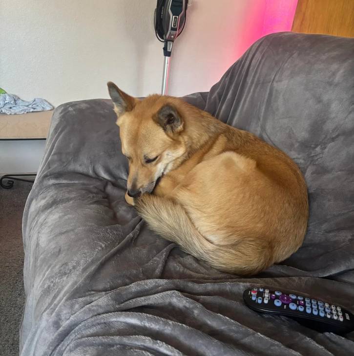 Photo American Dingo