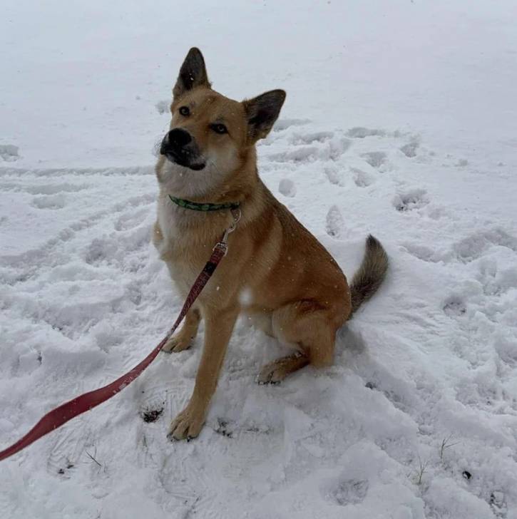 Photo American Dingo