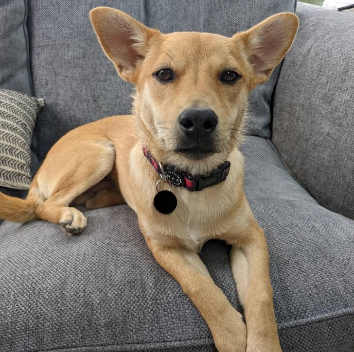 Photo American Dingo