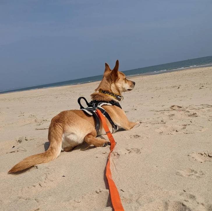 Photo American Dingo
