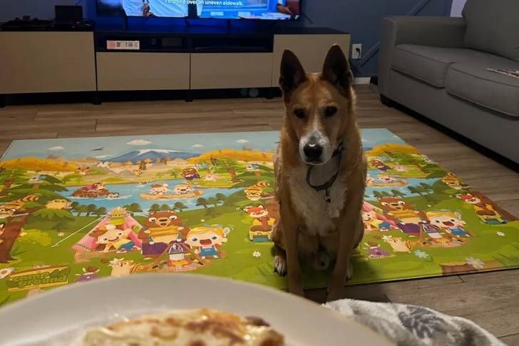 Photo American Dingo