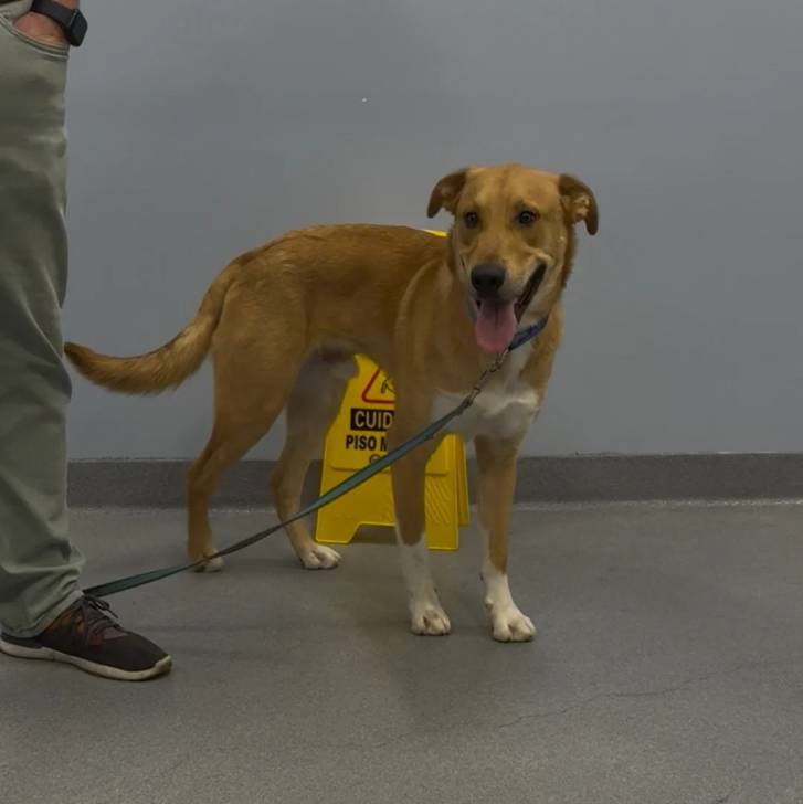 Photo American Dingo