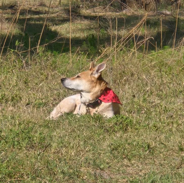 Photo American Dingo