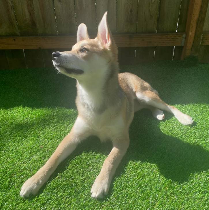 Photo American Dingo
