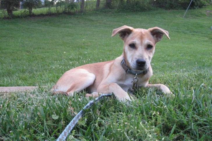 Photo American Dingo