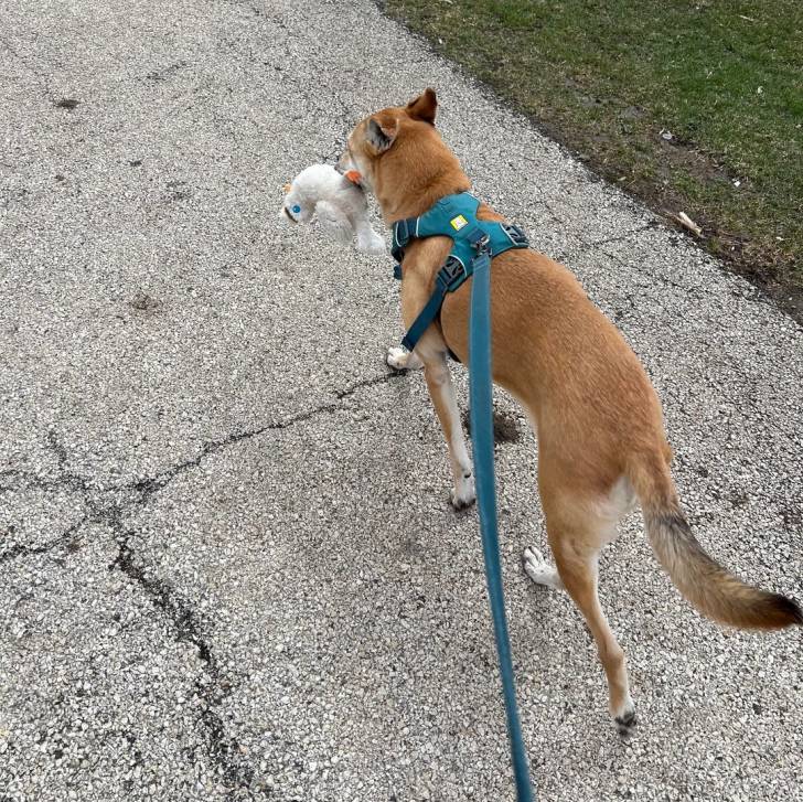 Photo American Dingo