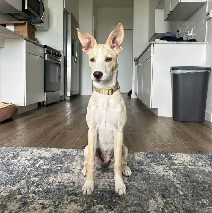 Photo American Dingo