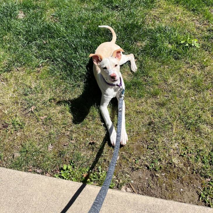 Photo American Dingo