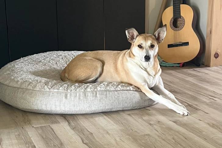 Photo American Dingo
