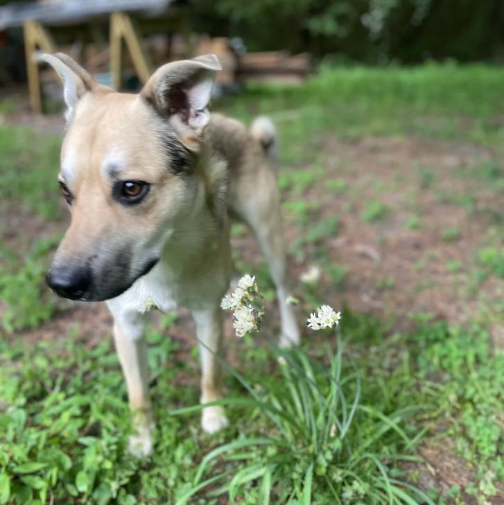 Photo American Dingo