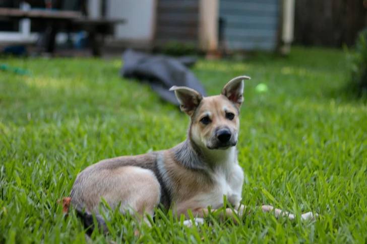 Photo American Dingo