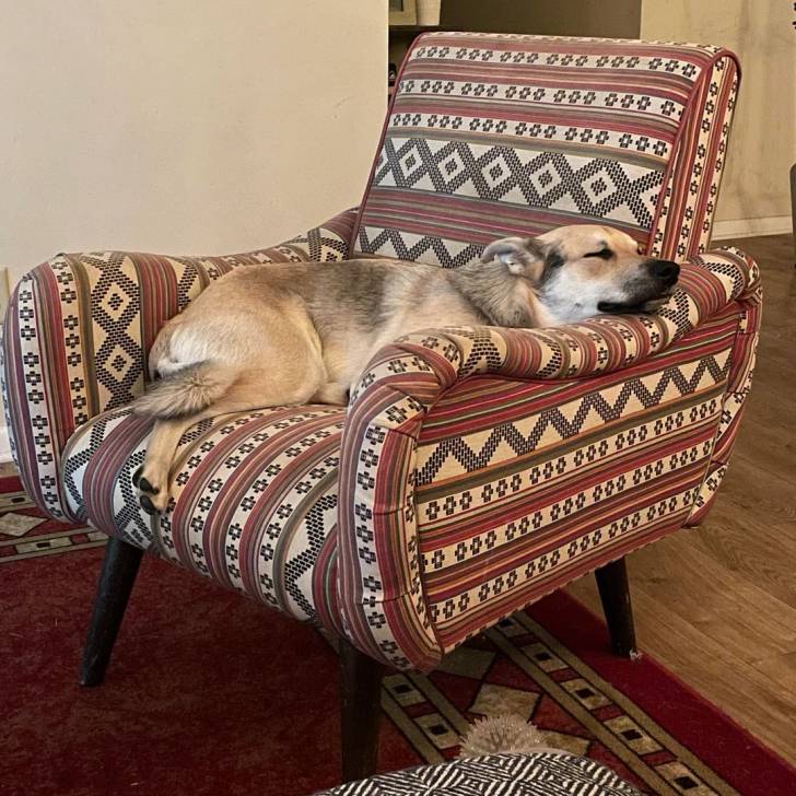 Photo American Dingo