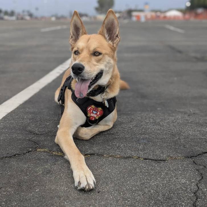 Photo American Dingo
