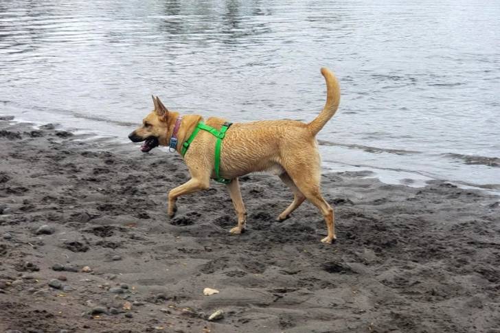 Photo American Dingo