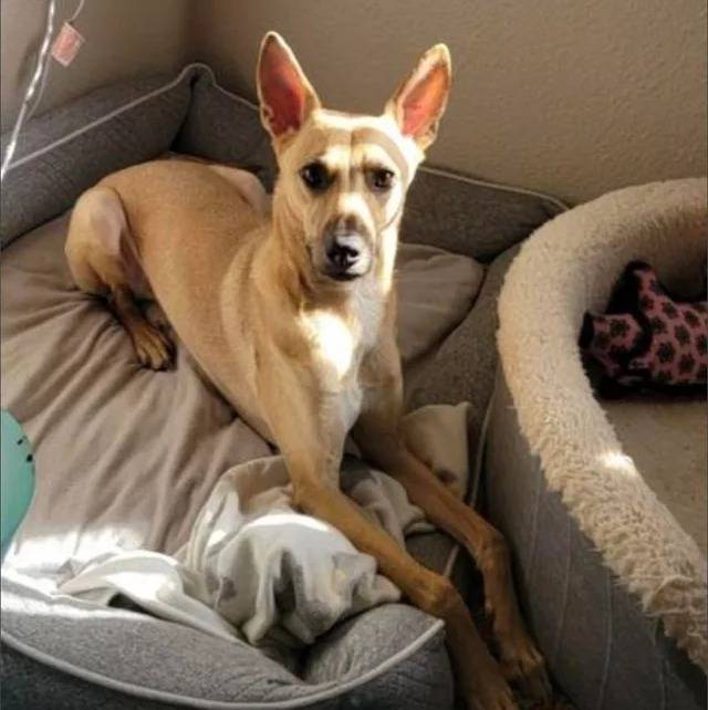 Photo American Dingo