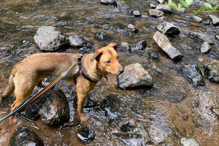 Photo American Dingo