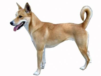Un American Dingo sur fond blanc