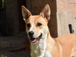 Photo American Dingo