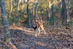 Un American Dingo portant un harnais et regardant vers la caméra