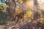 Un American Dingo marchant sur un sentier