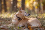 Un American Dingo sur un terrain herbeux et portant un collier au cou