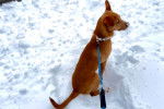 Un American Dingo assis sur une surface enneigée et tenu en laisse
