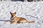 Un American Dingo allongé sur une surface enneigée et portant un collier au cou