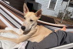 Un American Dingo  allongé sur une personne