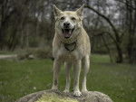 Un American Dingo sur un rocher et portant un collier au cou
