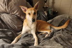 Un American Dingo allongé sur un lit